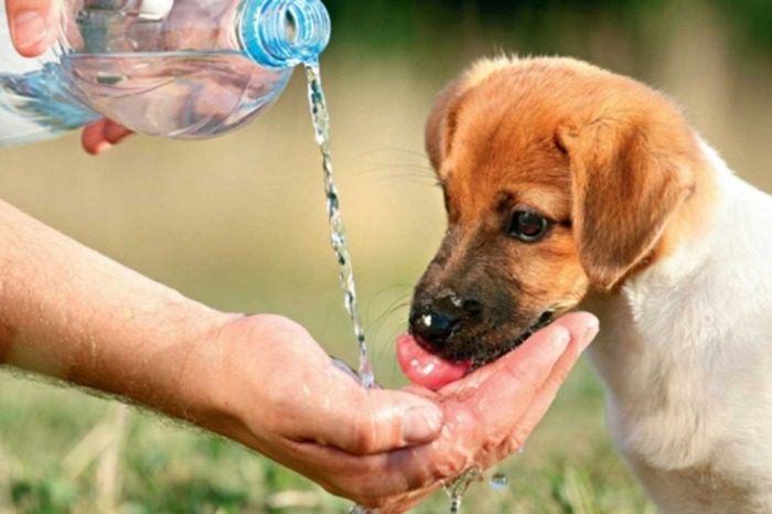 Prefeitura de Viana abre pré-cadastro individual de tutores e de animais para o programa de bem-estar animal