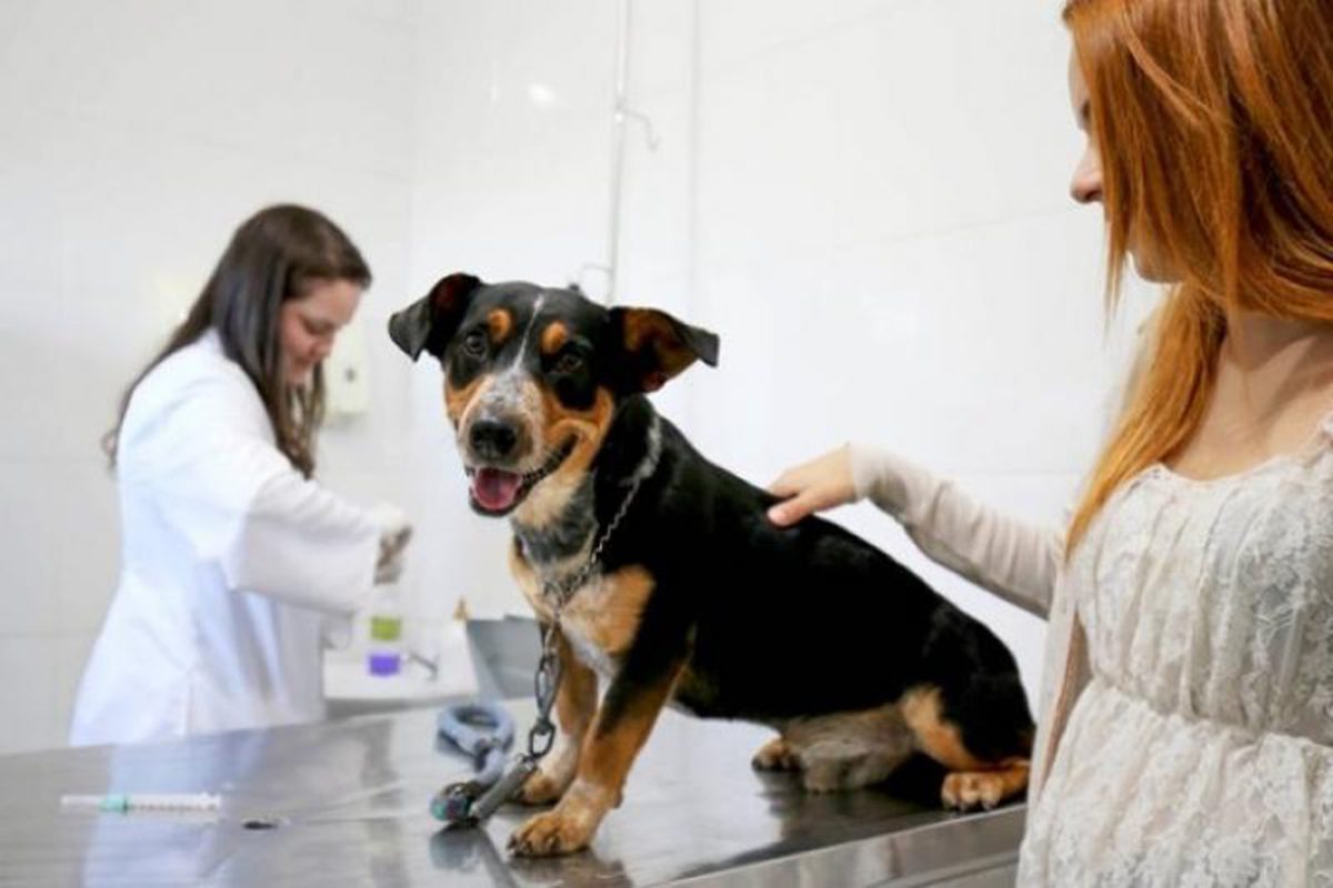 Ales: Projeto de Lei cria UPA para atender animais domésticos
