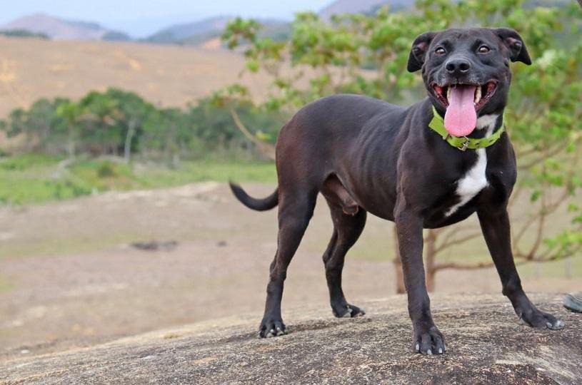 Programa ARCA na Serra completa um ano de cuidados a cães e gatos