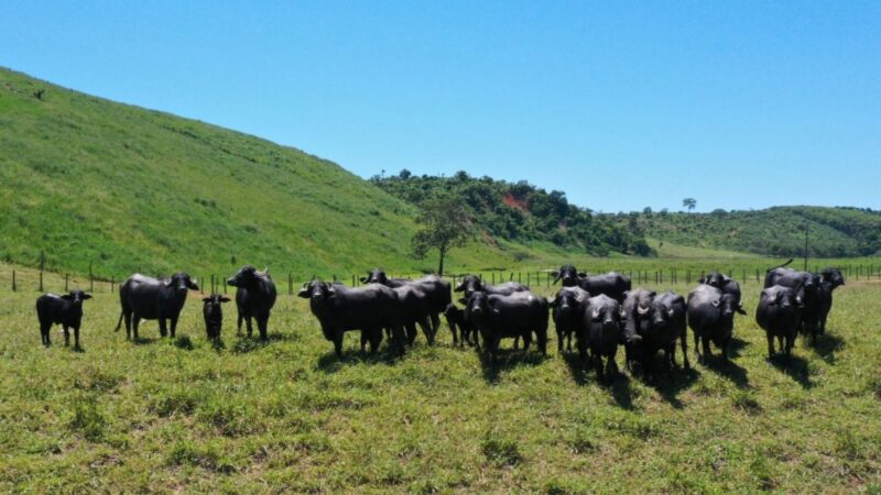 família cuida de búfalos em Viana há mais de 20 anos
