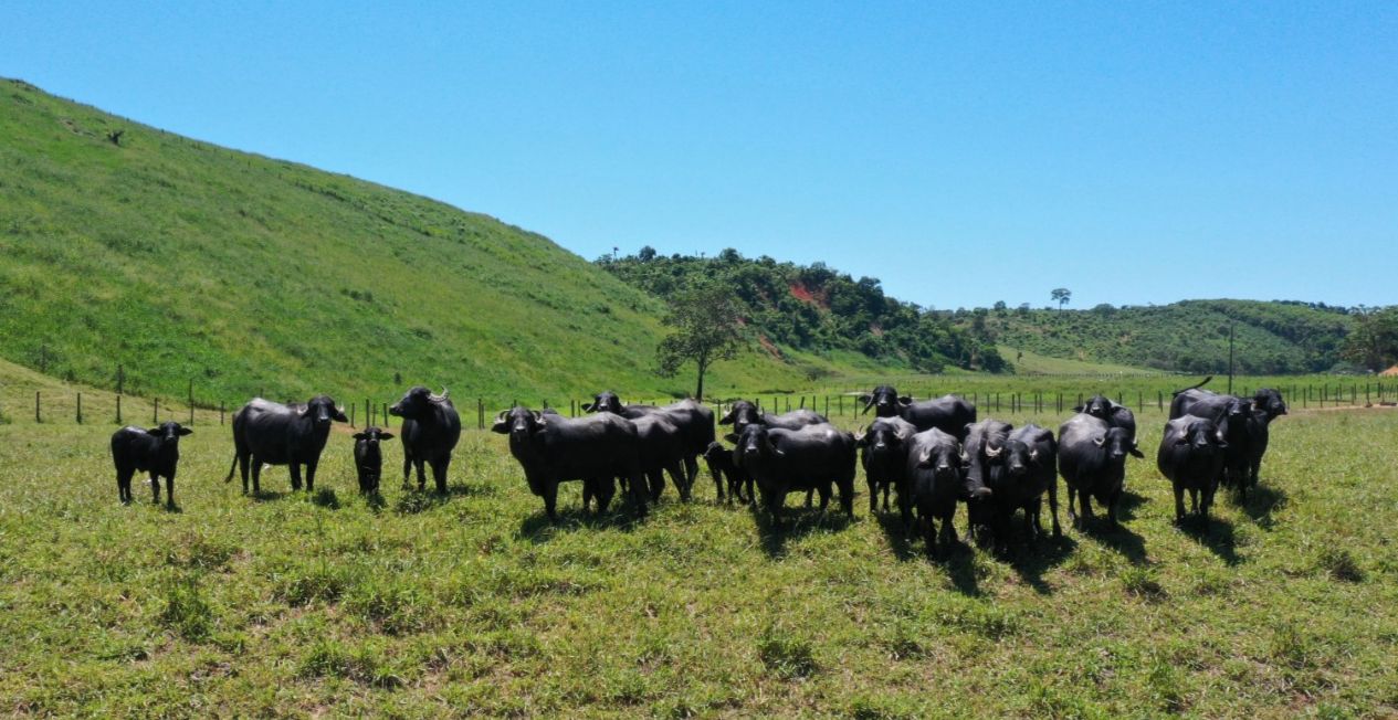 família cuida de búfalos em Viana há mais de 20 anos