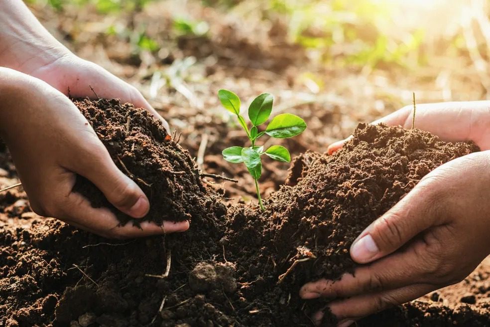 Secretário anuncia plano de Vitória para o plantio de mais de 200 mil árvores em 30 meses
