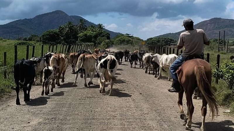 Curso de Vaqueiro de Gado de Leite com inscrições abertas pela Agricultura