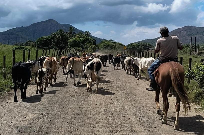 Curso de Vaqueiro de Gado de Leite com inscrições abertas pela Agricultura