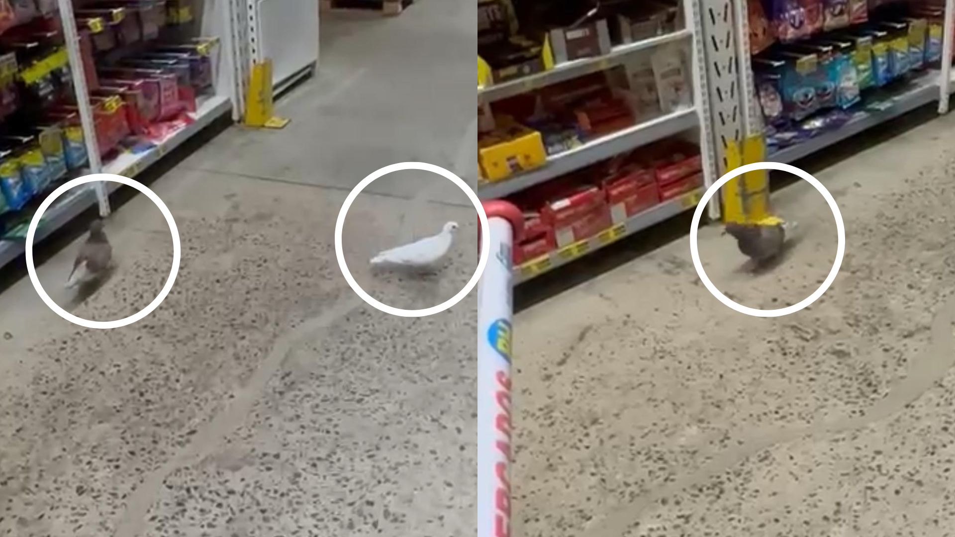 Pombos circulam livremente em supermercado da Serra e geram preocupação com risco sanitário