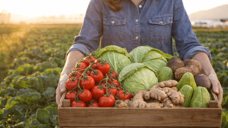 Olericultura capixaba vai além da horta e se destaca pela diversidade e eficiência produtiva