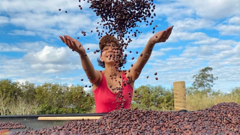 Primeira estimativa da safra 2026 aponta aumento na produção de café no ES