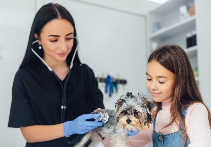 Atendimento para esporotricose está disponível para pessoas e animais; confira