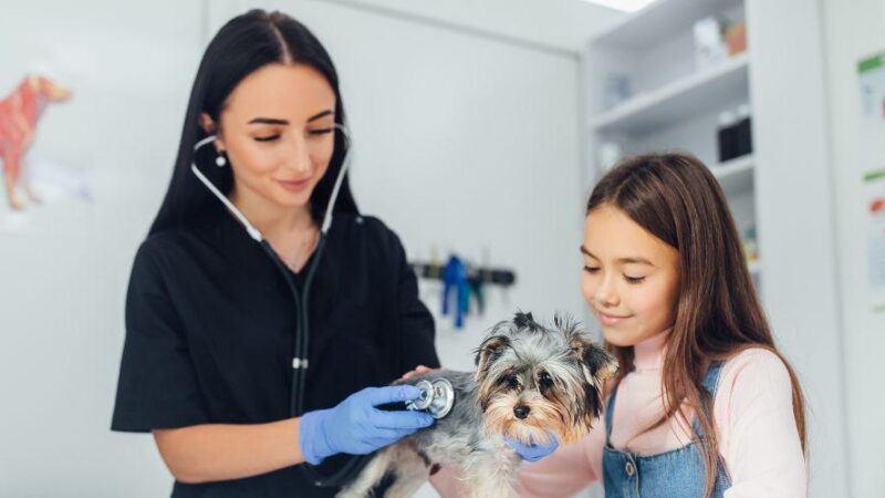 Atendimento para esporotricose está disponível para pessoas e animais; confira