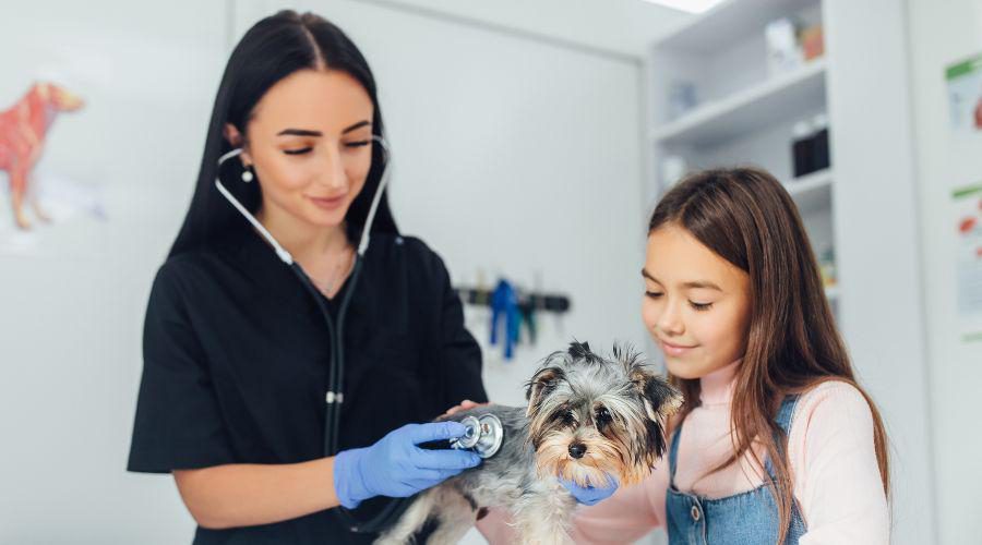 Atendimento para esporotricose está disponível para pessoas e animais; confira