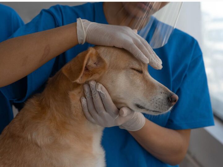Carretão PetVida leva castrações e vacinas gratuitas para cães e gatos em Cariacica