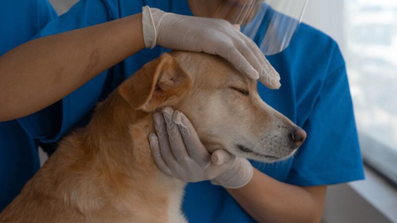 Carretão PetVida leva castrações e vacinas gratuitas para cães e gatos em Cariacica