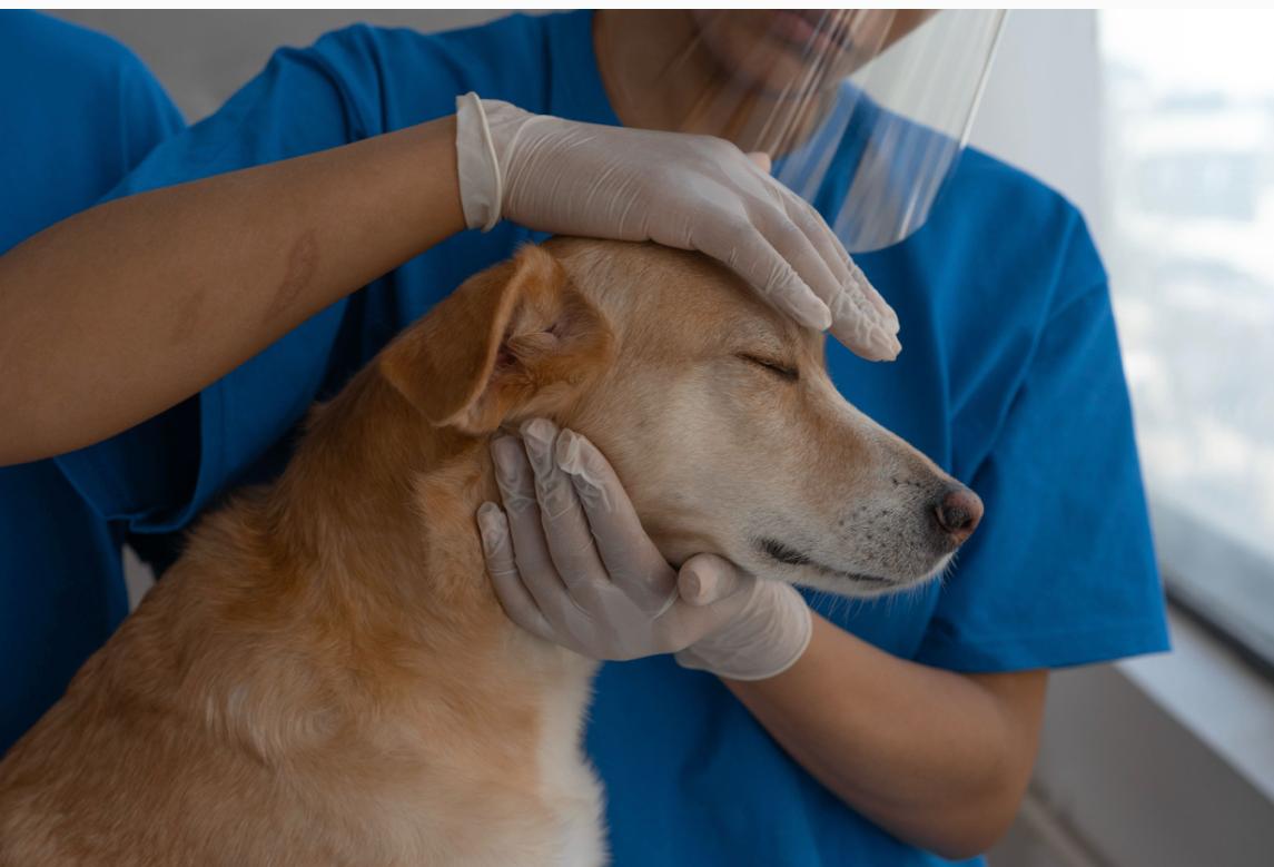 Carretão PetVida leva castrações e vacinas gratuitas para cães e gatos em Cariacica