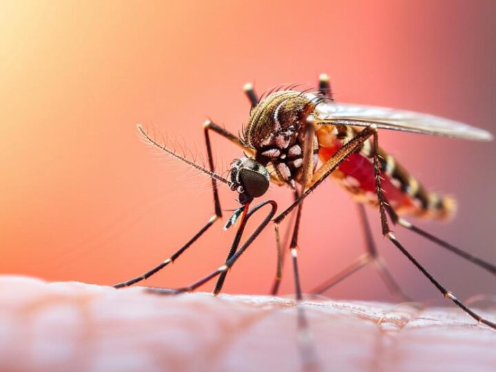 Cariacica avança no combate à dengue e registra queda de quase 82% nas notificações
