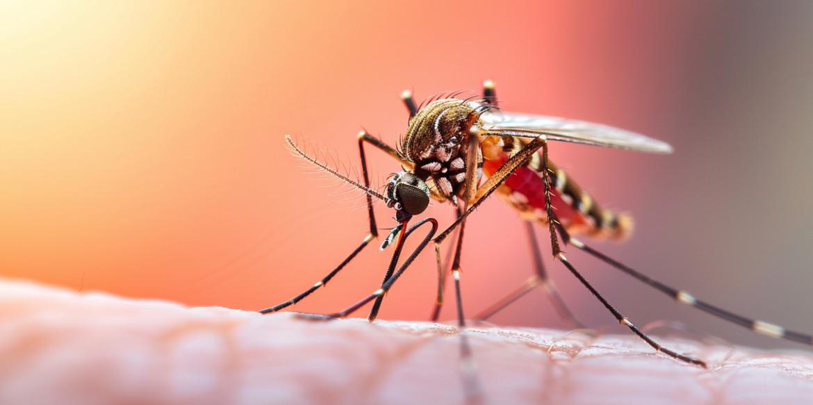 Cariacica avança no combate à dengue e registra queda de quase 82% nas notificações