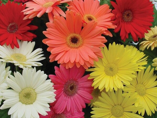Procon Vitória alerta para variação de preços das flores às vésperas do Dia de Finados
