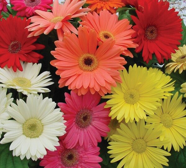 Procon Vitória alerta para variação de preços das flores às vésperas do Dia de Finados