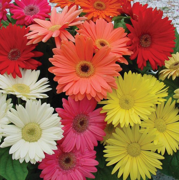 Procon Vitória alerta para variação de preços das flores às vésperas do Dia de Finados